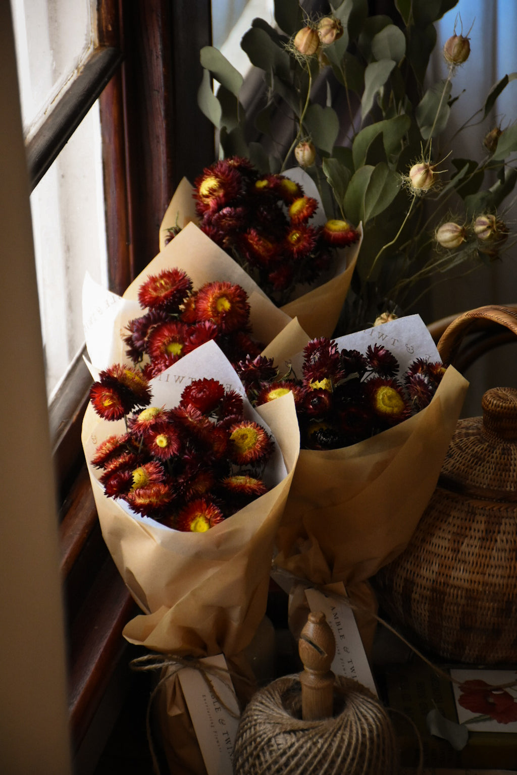 Strawflower 'Burgundy