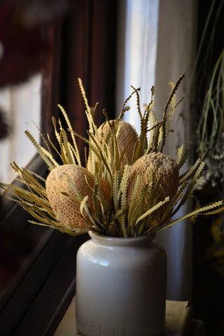 dried flowers australia amble and twine dried banksia flowers - hookeriana