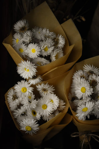 white dried paper daisies for sale