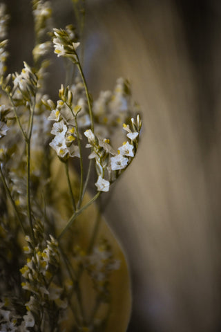 amble and twine dried flowers australia dried misty flowers - white