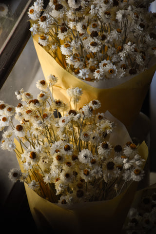 dried flowers australia amble and twine dried winged everlasting daisies