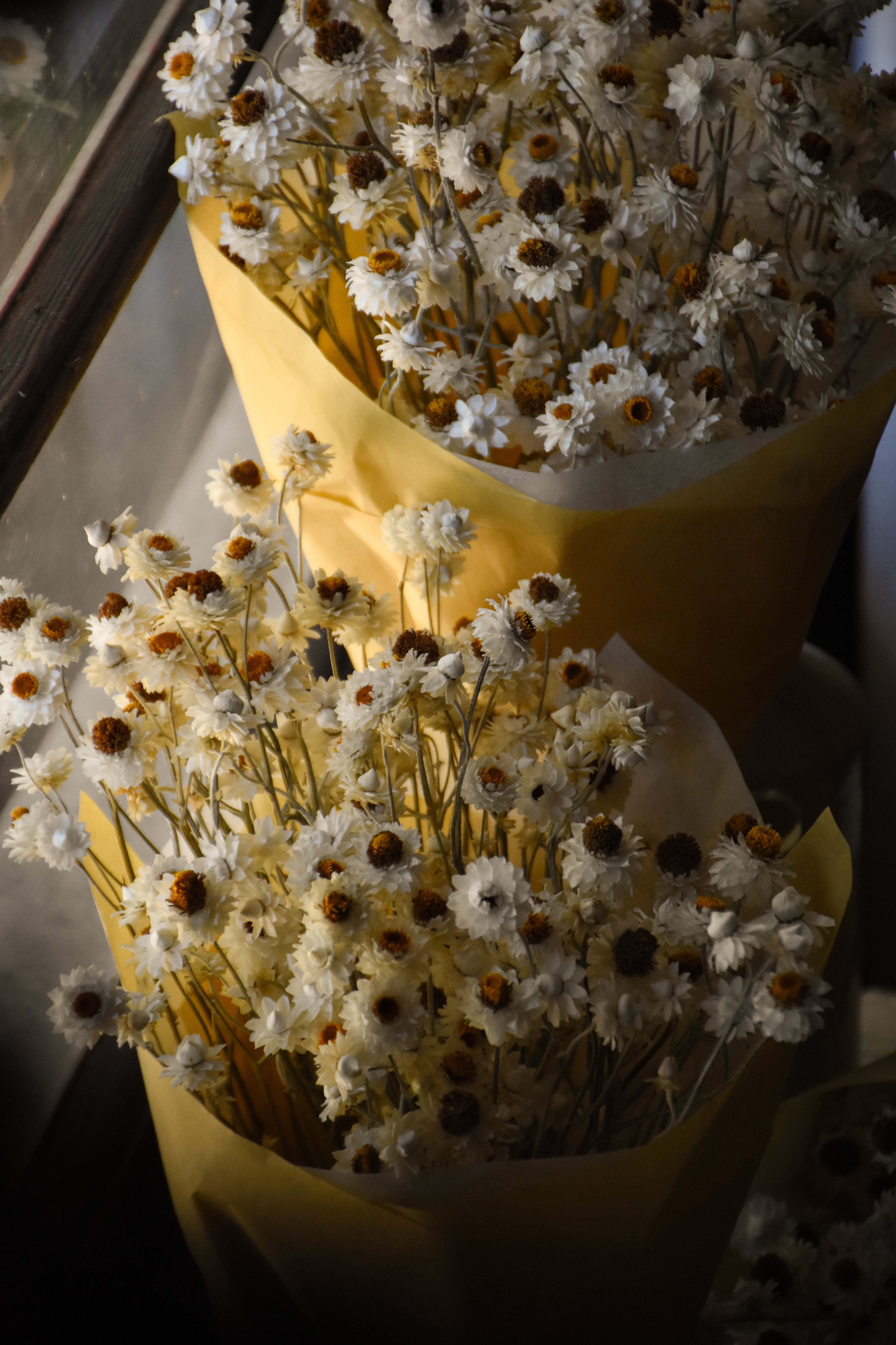 Dried Winged Everlasting Daisies  Dried Flowers Australia – AMBLE