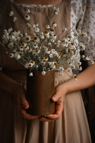dried flowers australia amble and twine dried winged everlasting daisies