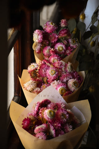 amble and twine dried flowers australia dried strawflowers - pink