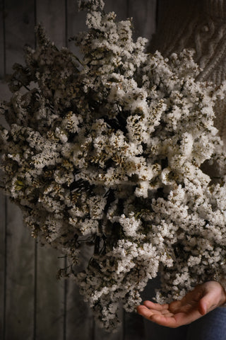 amble and twine dried flowers australia dried statice - white