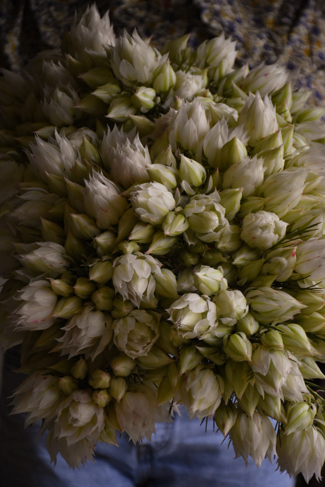 Native Protea Blushing Bride Cream (60cmH)