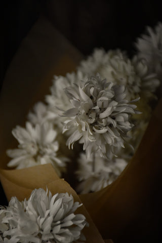 amble and twine dried flowers australia dried paper daisies - pom pom