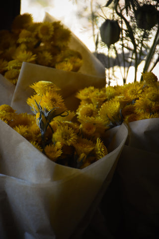 amble and twine dried flowers australia dried paper daisies -  citrina
