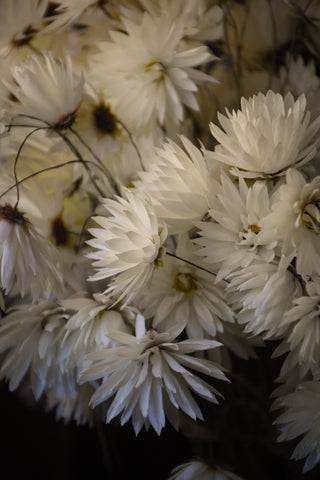 amble and twine dried flowers australia dried paper daisies - splendid
