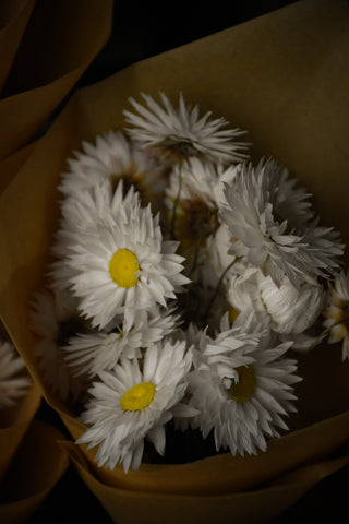 white dried paper daisies for sale - close up