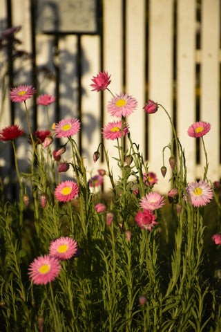 amble and twine dried flowers australia paper daisy seeds