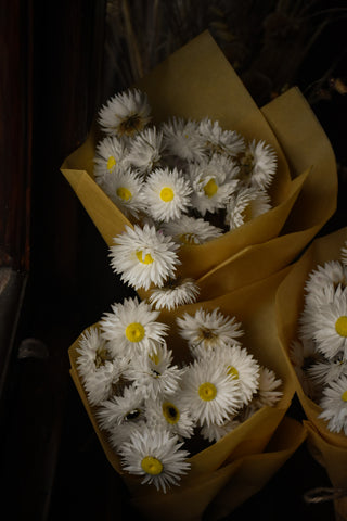 white dried daisies australia