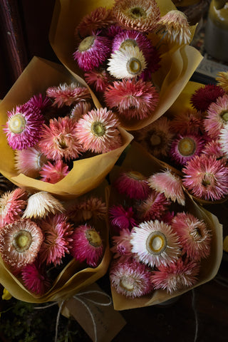 amble and twine dried flowers australia dried strawflowers - pink