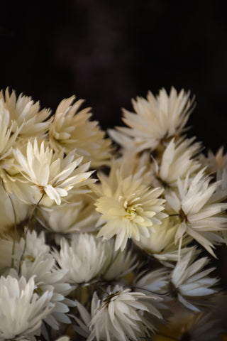 amble and twine dried flowers australia dried paper daisies - splendid