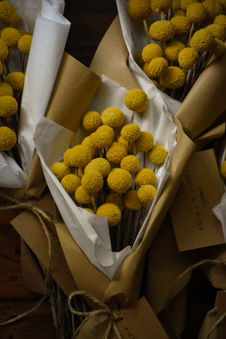 amble and twine dried flowers australia dried billy buttons