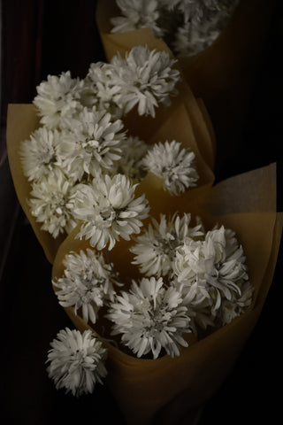 amble and twine dried flowers australia dried paper daisies - pom pom