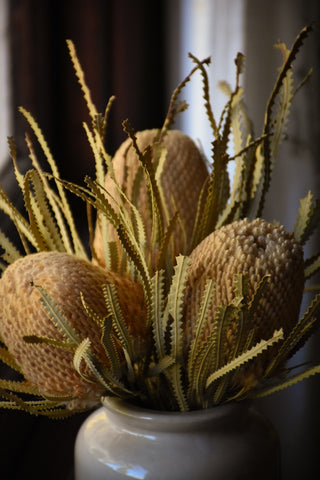 dried flowers australia amble and twine dried banksia flowers - hookeriana