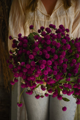 amble and twine dried flowers australia globe amaranth - purple