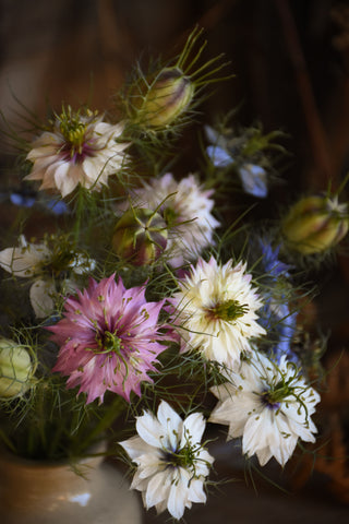 amble and twine dried flowers australia love in a mist seeds