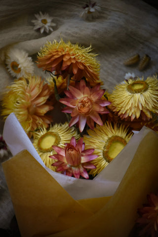 amble and twine dried flowers australia dried strawflowers - peach