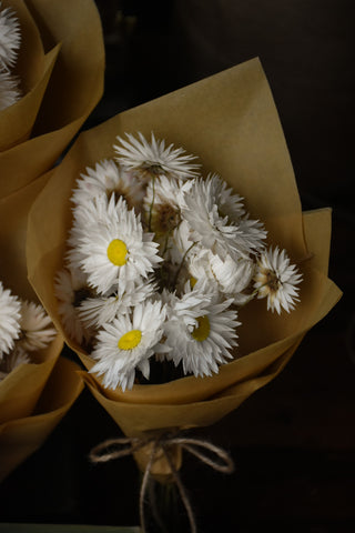 naturally dried paper daisies for sale